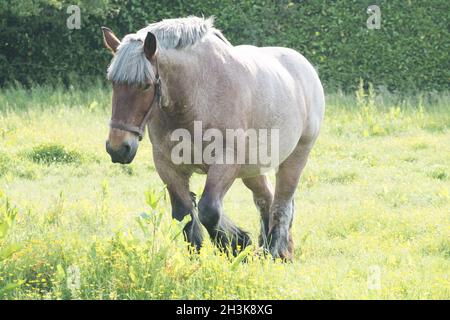 Gray-Brown cheval dans la pelouse près de l'eau ouvert Banque D'Images