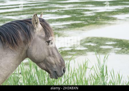 Gray-Brown cheval dans la pelouse près de l'eau ouvert Banque D'Images