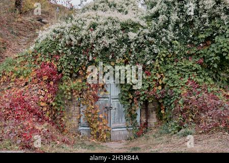 Maison avec façade de lierre décorative.Les murs de la maison sont cachés sous des feuilles d'automne rouges foncé.Concept d'automne nature pour le design. Banque D'Images