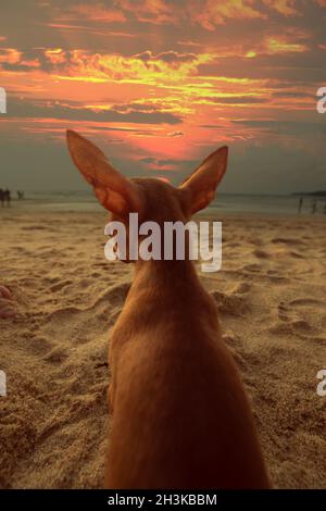 Petit pinscher au gingembre mignon, regardant le coucher du soleil Banque D'Images