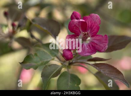 Branche de fleurs de pommier rose avec des fleurs au printemps Verger Banque D'Images