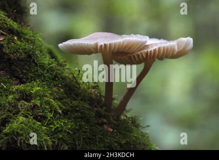 Les champignons poussant sur un tronc d'arbre moussu dans les bois. Banque D'Images