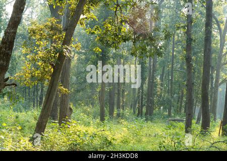 Parc national de Kanha jungle montrant les arbres denses de la forêt tôt le matin, tiré de safari en jeep ouvert. Banque D'Images