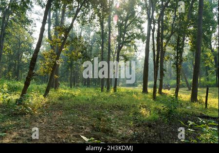 Parc national de Kanha jungle montrant les arbres denses de la forêt tôt le matin, tiré de safari en jeep ouvert. Banque D'Images