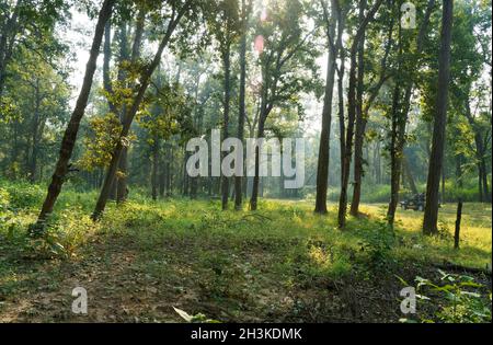 Parc national de Kanha jungle montrant les arbres denses de la forêt tôt le matin, tiré de safari en jeep ouvert. Banque D'Images