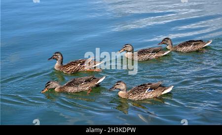 Groupe de canards femelles collard (Aras platyrhynchos) sur l'eau en France Banque D'Images