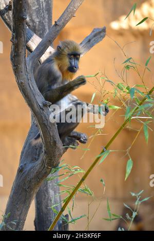 Jeune meneuse (Mandrillus sphinx) assise dans un arbre Banque D'Images