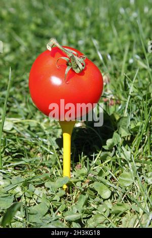 Une tomate rouge est prête à jouer sur un tee-shirt de golf Banque D'Images