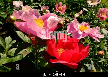 Gros plan fleurs de pivoines chinoises rouges et roses (Paeonia lactiflora) Banque D'Images