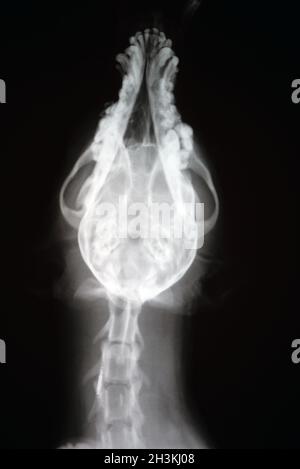 Rayons X du crâne de chien.Image radiologique vétérinaire. Banque D'Images