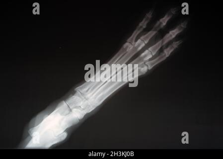 Radiographie d'un chien paw. Image radiographique réelle d'une patte de chien blessée. Banque D'Images