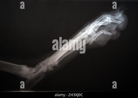 Radiographie d'un chien paw. Image radiographique réelle d'une patte de chien blessée. Banque D'Images