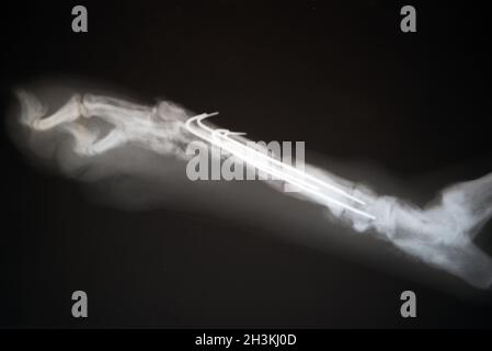 Radiographie d'un chien paw. Image radiographique réelle d'une patte de chien blessée. Banque D'Images