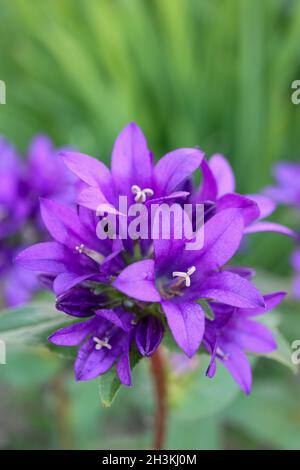 Fleurs de la cloche pourpre dans le jardin, Campanula pourpre glomerata, fleurs de la cloche pourpre macro, Beauté dans la nature, macro photographie, stock image Banque D'Images