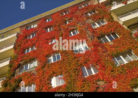 Herstblaub, Weinlaub, Fassadenbegrünung, Freiherr-vom-Stein-Straße, Schöneberg,Tempelhof-Schöneberg, Berlin, Allemagne Banque D'Images