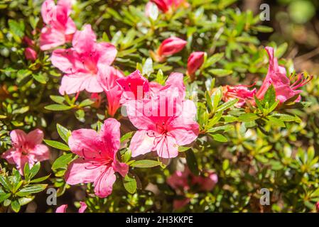 Rhododendron ponticum en pleine fleur, jardin botanique, San Francisco, Californie Banque D'Images