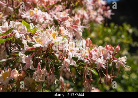 Azalée occidentale (Rhododendron occidentale), jardin botanique, San Francisco, Californie Banque D'Images