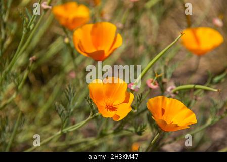 Coquelicots dorés de Californie (Eschscholzia California), San Francisco, Californie, États-Unis Banque D'Images