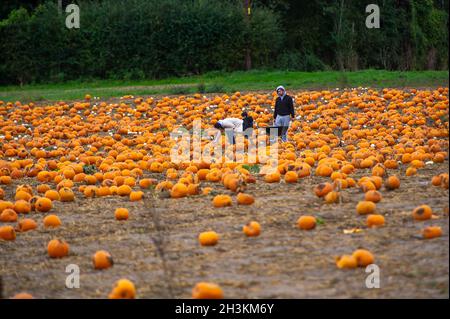 Cookham, Berkshire, Royaume-Uni.29 octobre 2021.Malgré la pluie et le vent, les enfants et leurs familles appréciaient les vacances scolaires se préparer pour Halloween en cueillant des citrouilles cultivées à la ferme Copas de Cookham, dans le Berkshire.cette année, 25,000 citrouilles ont été cultivées à la ferme pour la première fois.Crédit : Maureen McLean/Alay Live News Banque D'Images