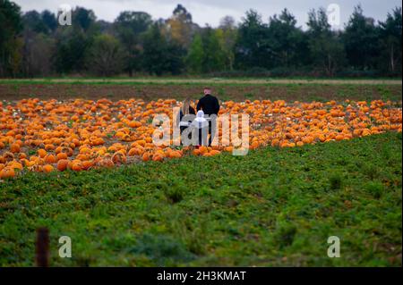 Cookham, Berkshire, Royaume-Uni.29 octobre 2021.Malgré la pluie et le vent, les enfants et leurs familles appréciaient les vacances scolaires se préparer pour Halloween en cueillant des citrouilles cultivées à la ferme Copas de Cookham, dans le Berkshire.cette année, 25,000 citrouilles ont été cultivées à la ferme pour la première fois.Crédit : Maureen McLean/Alay Live News Banque D'Images