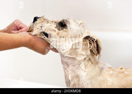 Le visage professionnel du chien de lavage des groomers pour animaux de compagnie avec du shampoing dans le salon de toilettage pour animaux de compagnie. Gros plan. Banque D'Images