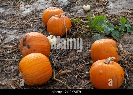 Cookham, Berkshire, Royaume-Uni.29 octobre 2021.Malgré la pluie et le vent, les enfants et leurs familles appréciaient les vacances scolaires se préparer pour Halloween en cueillant des citrouilles cultivées à la ferme Copas de Cookham, dans le Berkshire.cette année, 25,000 citrouilles ont été cultivées à la ferme pour la première fois.Crédit : Maureen McLean/Alay Live News Banque D'Images