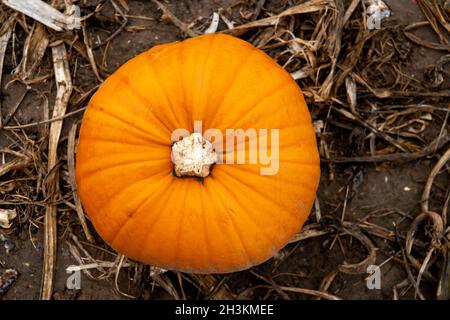 Cookham, Berkshire, Royaume-Uni.29 octobre 2021.Malgré la pluie et le vent, les enfants et leurs familles appréciaient les vacances scolaires se préparer pour Halloween en cueillant des citrouilles cultivées à la ferme Copas de Cookham, dans le Berkshire.cette année, 25,000 citrouilles ont été cultivées à la ferme pour la première fois.Crédit : Maureen McLean/Alay Live News Banque D'Images