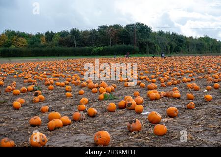 Cookham, Berkshire, Royaume-Uni.29 octobre 2021.Malgré la pluie et le vent, les enfants et leurs familles appréciaient les vacances scolaires se préparer pour Halloween en cueillant des citrouilles cultivées à la ferme Copas de Cookham, dans le Berkshire.cette année, 25,000 citrouilles ont été cultivées à la ferme pour la première fois.Crédit : Maureen McLean/Alay Live News Banque D'Images