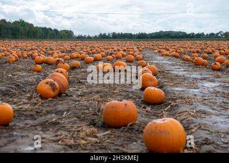 Cookham, Berkshire, Royaume-Uni.29 octobre 2021.Malgré la pluie et le vent, les enfants et leurs familles appréciaient les vacances scolaires se préparer pour Halloween en cueillant des citrouilles cultivées à la ferme Copas de Cookham, dans le Berkshire.cette année, 25,000 citrouilles ont été cultivées à la ferme pour la première fois.Crédit : Maureen McLean/Alay Live News Banque D'Images