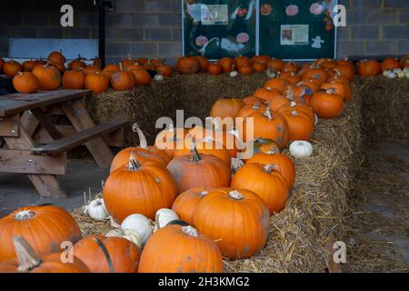 Cookham, Berkshire, Royaume-Uni.29 octobre 2021.Malgré la pluie et le vent, les enfants et leurs familles appréciaient les vacances scolaires se préparer pour Halloween en cueillant des citrouilles cultivées à la ferme Copas de Cookham, dans le Berkshire.cette année, 25,000 citrouilles ont été cultivées à la ferme pour la première fois.Crédit : Maureen McLean/Alay Live News Banque D'Images