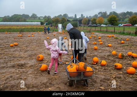 Cookham, Berkshire, Royaume-Uni.29 octobre 2021.Malgré la pluie et le vent, les enfants et leurs familles appréciaient les vacances scolaires se préparer pour Halloween en cueillant des citrouilles cultivées à la ferme Copas de Cookham, dans le Berkshire.cette année, 25,000 citrouilles ont été cultivées à la ferme pour la première fois.Crédit : Maureen McLean/Alay Live News Banque D'Images