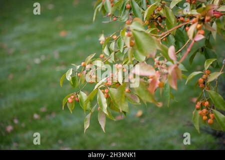 Feuilles et têtes de semis d'Euonymus myrianthus vus en automne. Banque D'Images