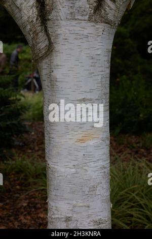 Gros plan du tronc de Betula utilis var. Jacquemontii vu le mois d'octobre avec de l'écorce blanche. Banque D'Images