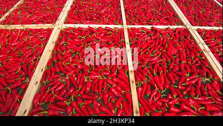 FRANCE.PYRÉNÉES ATLANTIQUES (64) PAYS BASQUE FRANÇAIS.POIVRONS ROUGES DU VILLAGE D'ESPELETTE Banque D'Images