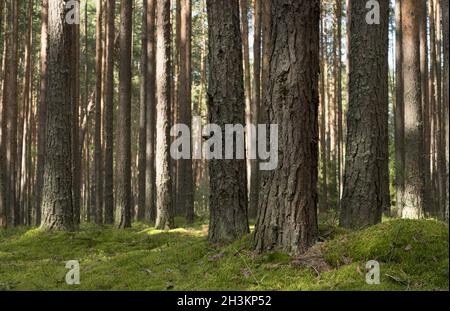 Forêt de pins, dans l'ensoleillée journée d'été. Sol recouvert de mousse. Banque D'Images