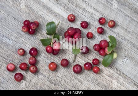 Airelle rouge (fruits de Vaccinium vitis-idaea) avec des feuilles, sur fond de bois, vue du dessus. Banque D'Images