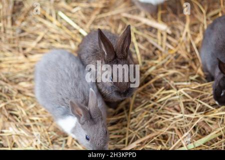 Les petits lapins moelleux dans la plume mangent de la nourriture d'une tasse. Banque D'Images
