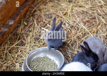 Les petits lapins moelleux dans la plume mangent de la nourriture d'une tasse. Banque D'Images