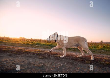 Joli chien courant sur la piste.Retriever de l'ancien labrador au lever du soleil. Banque D'Images