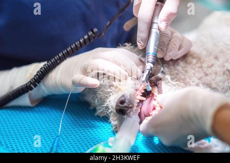 Médecine dentaire vétérinaire.Dentiste chirurgien vétérinaire traite et enlève les dents d'un chien sous anesthésie sur la table d'opération Banque D'Images