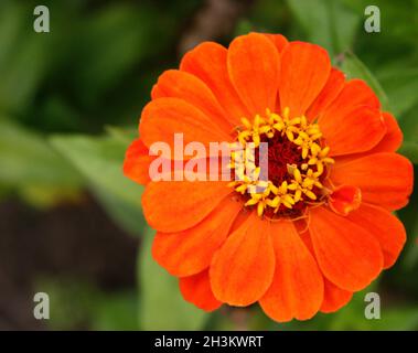 Fleur de zinnia (Zinnia elegans) orange vif dans le jardin Banque D'Images