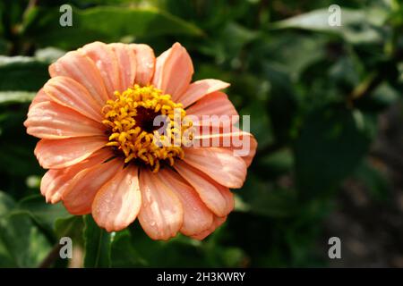 Fleur de zinnia (Zinnia elegans) d'orange clair dans le jardin Banque D'Images