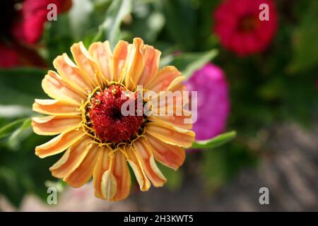 Fleur de zinnia (Zinnia elegans) d'orange clair dans le jardin Banque D'Images