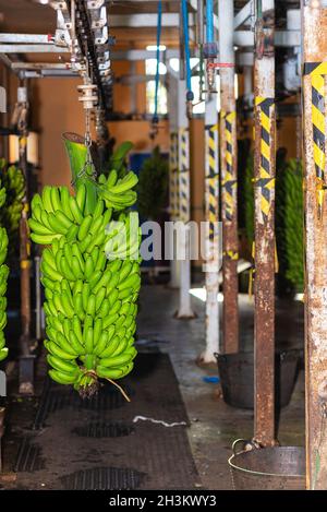 Des petits pains de bananes pendent dans l'usine d'emballage de Banana. Industrie alimentaire. Banque D'Images