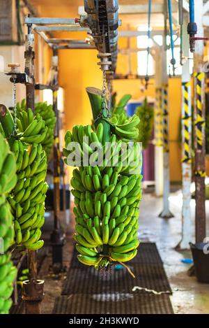 Des petits pains de bananes pendent dans l'usine d'emballage de Banana. Industrie alimentaire. Banque D'Images