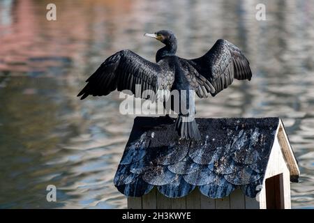 Berlin, Allemagne.29 octobre 2021.Un cormorant se trouve sur une maison de couvain sur Angel Basin par temps ensoleillé, en étendant ses ailes.Credit: Monika Skolimowska/dpa-Zentralbild/ZB/dpa/Alay Live News Banque D'Images