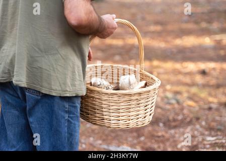 Homme avec panier en osier collectant des champignons dans la forêt.Automne nature. Banque D'Images