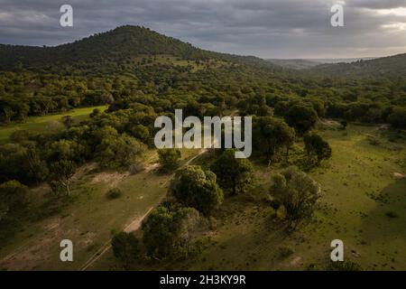Une vue générale montre la forêt de Kirisia le 16 août 2021, à Samburu, Kenya. Banque D'Images