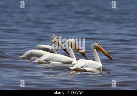 Pélican américain blanc (Pelecanus erythrorhynchos) Banque D'Images