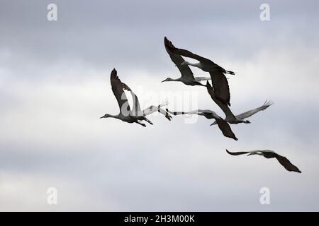 Les grues sur fly Banque D'Images